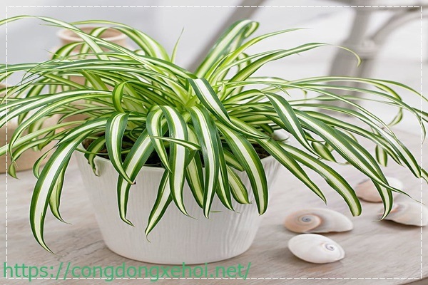 cách khử mùi hôi trong phòng kín dễ dàng