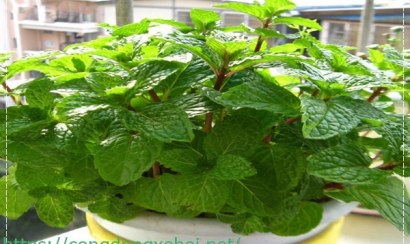 Đạo đức môi trường là gì?