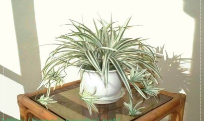 Những cách khử mùi ẩm mốc trong phòng nhanh chóng