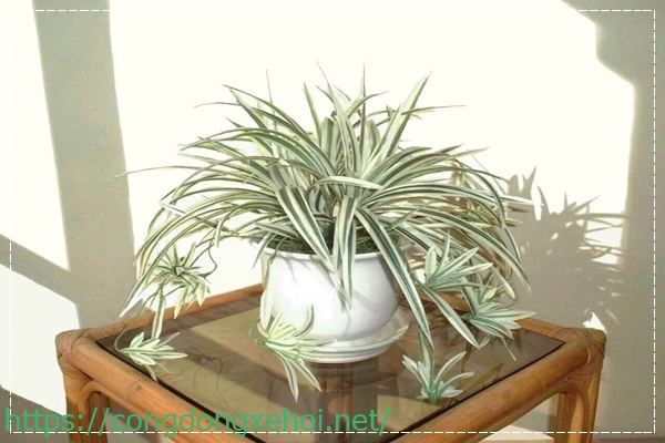 C&acirc;y mẫu tử mang nhiều gi&aacute; trị trong cuộc sống gia đ&igrave;nh