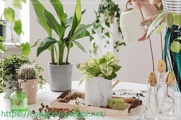 Tưới nước thường xuy&ecirc;n cho c&acirc;y trong nh&agrave;