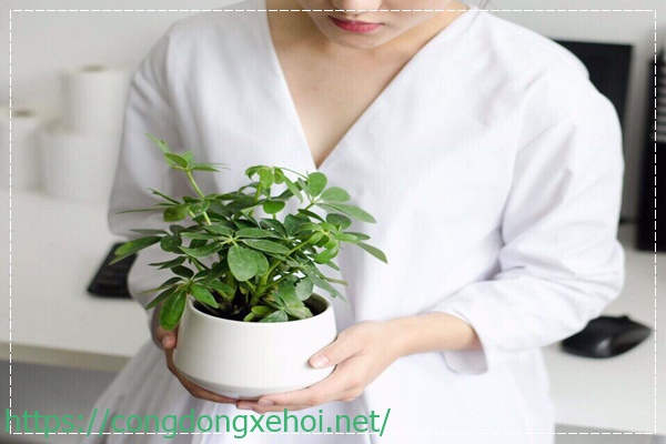 cách khử mùi hôi trong phòng kín