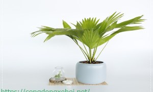 Tác động toàn cầu hóa đến môi trường