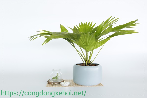 Đặt c&acirc;y lưỡi hổ trong nh&agrave; để khử m&ugrave;i h&ocirc;i