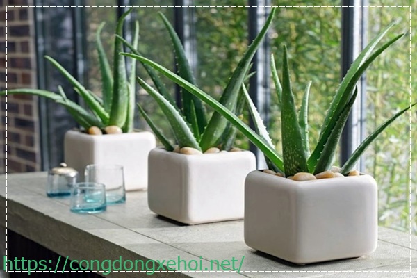 Khử mùi hôi phòng tắm và phòng vệ sinh thật sự rất cần thiết